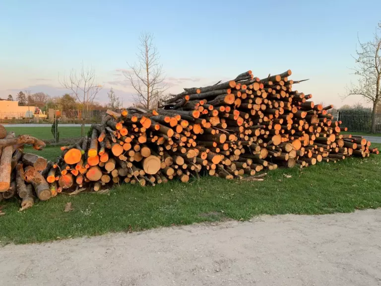 Polter aus Kiefernstämmen, die Schnittflächen leuchten orange in der Abendsonne